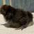 Kikiriki chicks 3 thumbnail