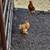 Bantam Cochin Roosters 1 thumbnail