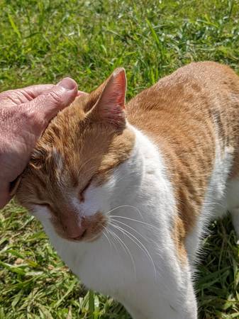 SE BUSCA HOGAR. Gato macho castrado de 2 años. PARA EXTERIORES (Half Moon Bay)63852312308355120