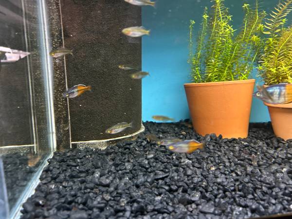 Melanotaenia Boesmani - 3/4 - 1 1/2"  Rainbow Juveniles 1