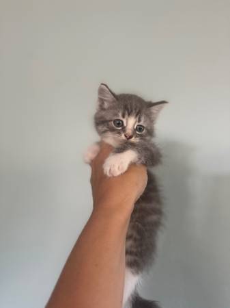 Kittens63941865338115122