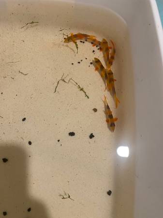 freshwater clown loaches 8 total 1