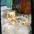 Teacup Yorkie 2 thumbnail