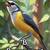 BIRD Video ABCs 6 thumbnail