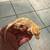 Crested Geckos 12 thumbnail