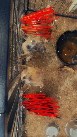 2 female cane corso mix 1