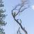 San Gabriel Palm and Tree care Services 15 thumbnail