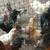 laying hens and roosters 2 thumbnail