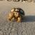Sulcata Hatchlings 1 thumbnail