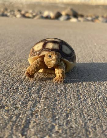 Sulcata Hatchlings 1