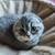 British Shorthair Scottish Fold Kittens 1 thumbnail