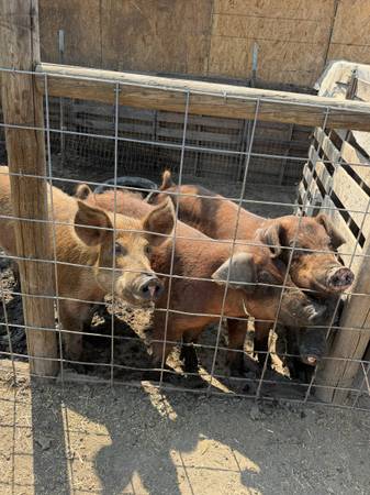 Sows 1