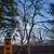 Tree Removal/ Tree Clearing / Brush Removal 9 thumbnail