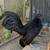 Azteca Bantam Rooster 2 thumbnail