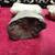 Dinosaur fossils 7 thumbnail