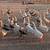 Geese 2 thumbnail