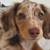 HappyDachshundPups 1 thumbnail