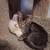 Kittens 2 thumbnail