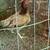 Game fowl , Gallo Fino 7 thumbnail