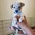 Red heeler puppies (Australian cattle dog) 6 thumbnail