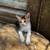 Kittens available for rehoming. 10 thumbnail