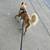 Husky 5 thumbnail