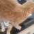 2 cats need good home 3 thumbnail