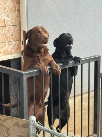 Two Labradors, need new homes 1