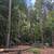 Land Clearing/Forestry Mulching🌳FREE QUOTES 23 thumbnail