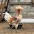 Polish rooster 1 thumbnail