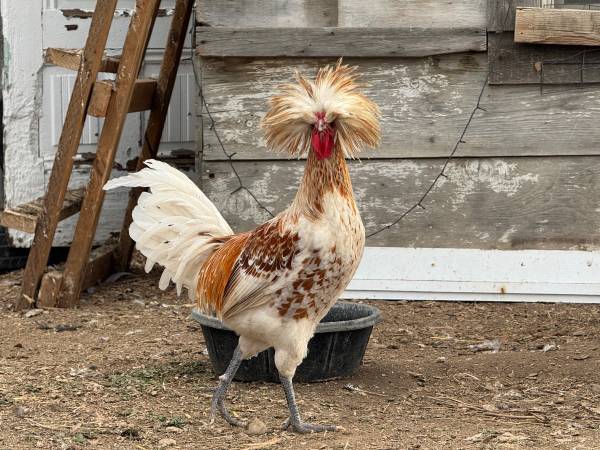 Polish rooster 1