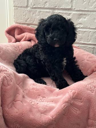 Stunning Goldendoodle 1
