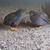 Button quail 1 thumbnail