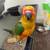 Sun Conure Baby just weaned 6 thumbnail