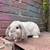 Holland lop 2 thumbnail