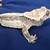 Crested geckos 2 thumbnail