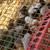 Guinea Keets (chicks) 3 thumbnail