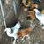 Chickens 1 thumbnail