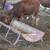 Beef heifers 18 thumbnail