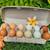 Organic Easter Egger Blue/Green Egg Layer Chicks~ 9wks old 2 thumbnail