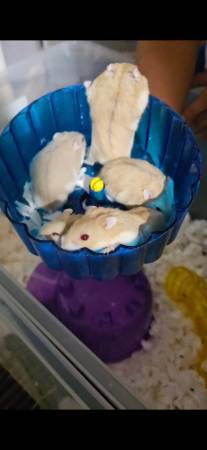 Dwarf  hamster (Phoenix)63905905900419120