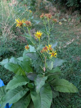 Inula helenium 1