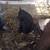 Beef calf 3 thumbnail