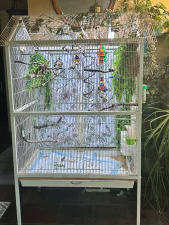 Lady Goulding finch cages (Cambridge)64048994022274121