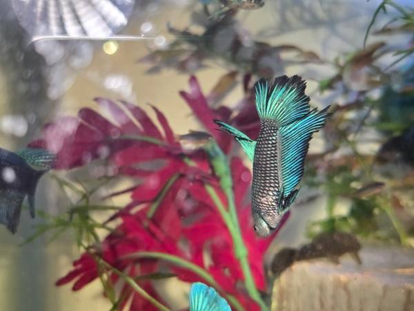 Betta fish 1