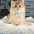 Scottish Fold 4 thumbnail