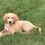 Pup 1 thumbnail