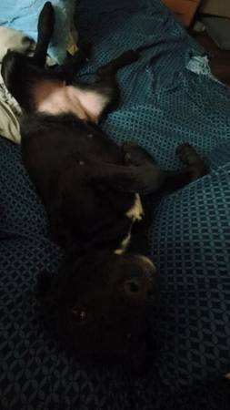 8 month black lab (Sioux Falls)5722592988948172816