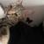 Female cat 3 thumbnail