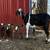 Dairy Goats - Mini Nubians 3 thumbnail